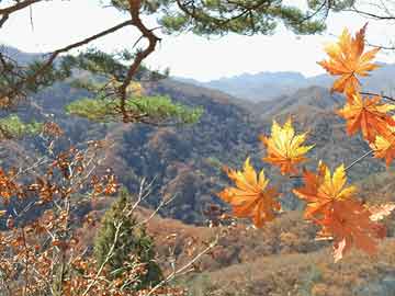 新闻1+1丨泰山测试机器狗运垃圾，机器人时代要担心岗位被替代吗